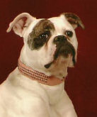 American Bulldog Breeder Michigan