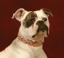 Jemm's American Bulldogs