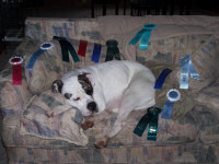 American Bulldog Breeder in  Michigan