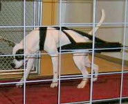 Jemms American Bulldogs