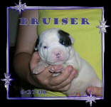 American Bulldog Breeder in  Michigan