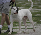 Jemm's American Bulldog
