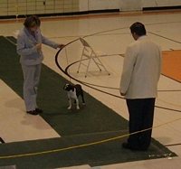 American Bulldog Breeder in  Michigan