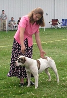 American Bulldog Breeder in  Michigan