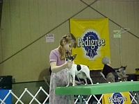 American Bulldog Breeder in  Michigan