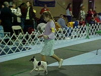 American Bulldog Breeder in  Michigan