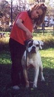 American Bulldog Breeder in  Michigan