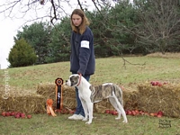 American Bulldog Breeder in  Michigan
