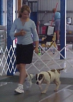 American Bulldog Breeder in  Michigan