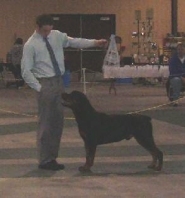 American Bulldog Breeder in  Michigan