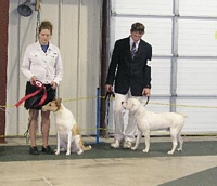 American Bulldog Breeder in  Michigan