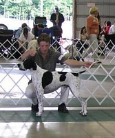 American Bulldog Breeder in  Michigan