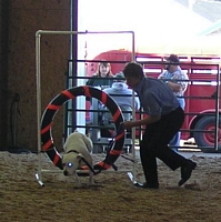 American Bulldog Breeder in  Michigan