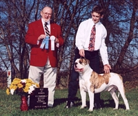American Bulldog Breeder in  Michigan