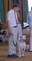 American Bulldog Breeder in  Michigan