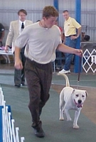 American Bulldog Breeder in  Michigan
