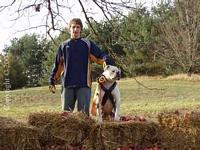 American Bulldog Breeder in  Michigan