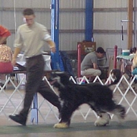 American Bulldog Breeder in  Michigan