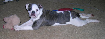 American Bulldog Breeder in  Michigan