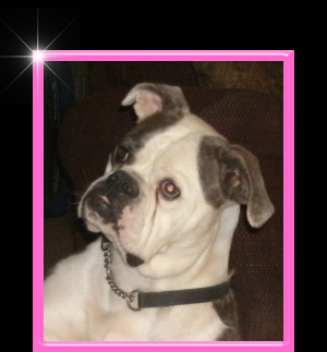 American Bulldog Breeder in  Michigan