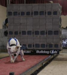 American Bulldog Breeder in  Michigan