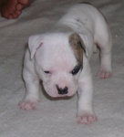 American Bulldog Breeder in  Michigan