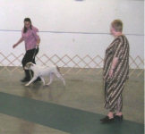 American Bulldog Breeder in  Michigan