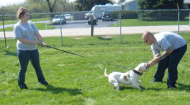 American Bulldog Breeder in  Michigan