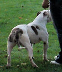 American Bulldog Breeder in  Michigan