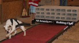 American Bulldog Breeder in  Michigan