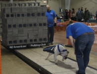 American Bulldog Breeder in  Michigan