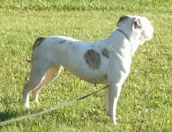 American Bulldog Breeder in  Michigan