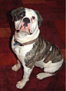 American Bulldog Breeder Michigan
