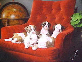 American Bulldog Breeder Michigan