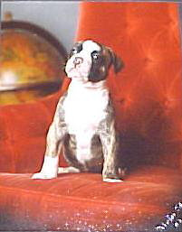 American Bulldog Breeder Michigan