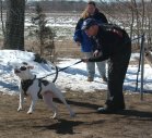 American Bulldog Breeder in  Michigan