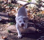 American Bulldog Breeder in  Michigan