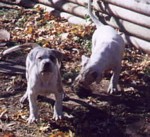 American Bulldog Breeder in  Michigan