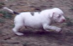 American Bulldog Breeder in  Michigan