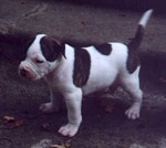 American Bulldog Breeder in  Michigan