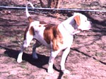 American Bulldog Breeder in  Michigan
