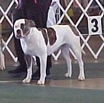American Bulldog Breeder in  Michigan