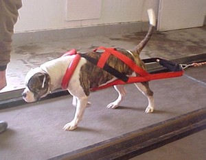 American Bulldog Breeder in  Michigan