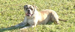 American Bulldog Breeder in  Michigan