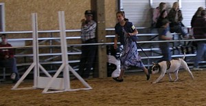 American Bulldog Breeder in  Michigan