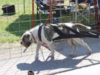 American Bulldog Breeder in  Michigan