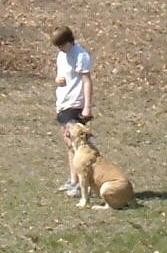 American Bulldog Breeder in  Michigan