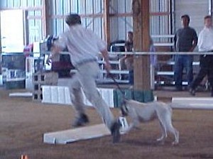 American Bulldog Breeder in  Michigan