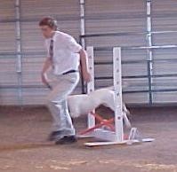 American Bulldog Breeder in  Michigan