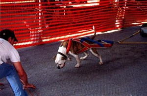 American Bulldog Breeder in  Michigan